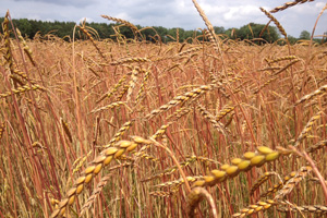 Biohöfe Oldendorf © Reiner Bohnhorst