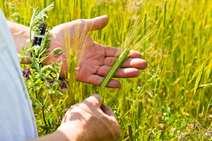 Einkorn | Biohöfe Oldendorf © Jochen Quast