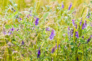 Feldblumen | Biohöfe Oldendorf © Jochen Quast