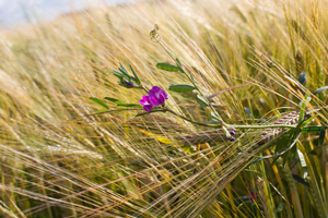 Gerste mit Feldblumen | Biohoefe Oldendorf © Jochen Quast