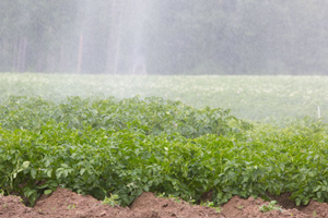 Kartoffel Acker mit Beregnung | Biohöfe Oldendorf © Jochen Quast