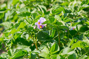 blaue Kartoffelblüte | Biohöfe Oldendorf © Jochen Quast