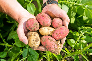 Kartoffeln mit Herz | Biohöfe Oldendorf © Jochen Quast
