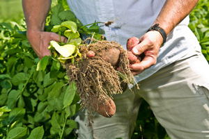 Kartoffelpflanze | Biohöfe Oldendorf © Jochen Quast