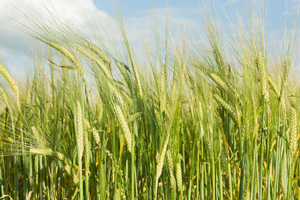 Sommergerste | Biohöfe Oldendorf © Jochen Quast
