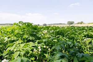 blühendes Kartoffelfeld | Biohöfe Oldendorf © Jochen Quast