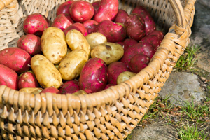 frisch geerntete Kartoffeln | Biohöfe Oldendorf © Jochen Quast