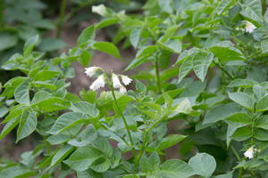 weiße Kartoffelblüte | Biohöfe Oldendorf © Jochen Quast